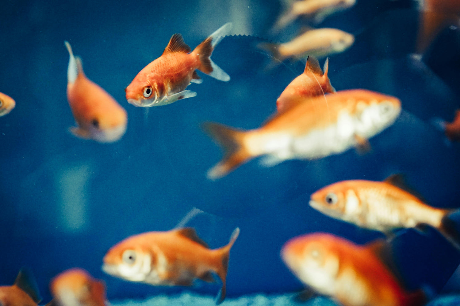 Aquatic