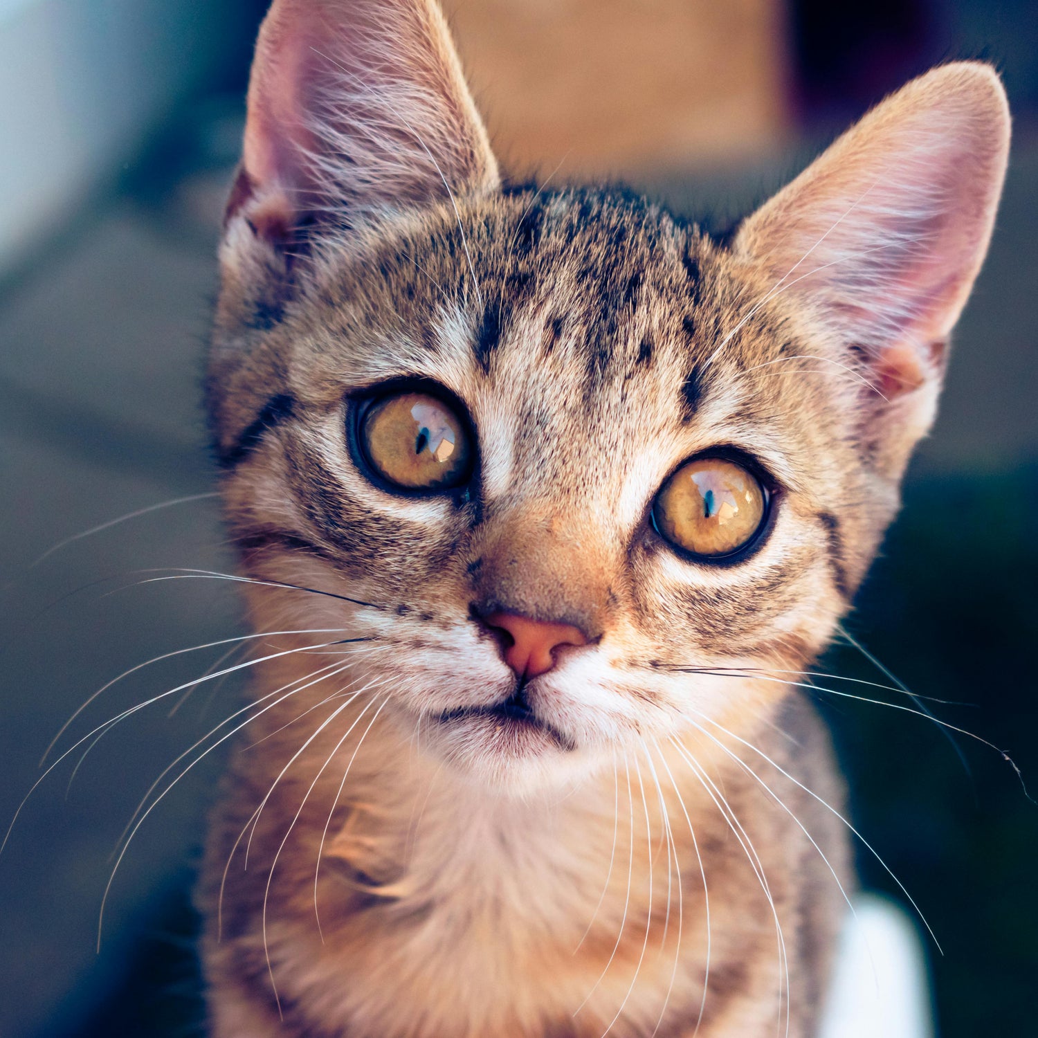 Cat/Kitten