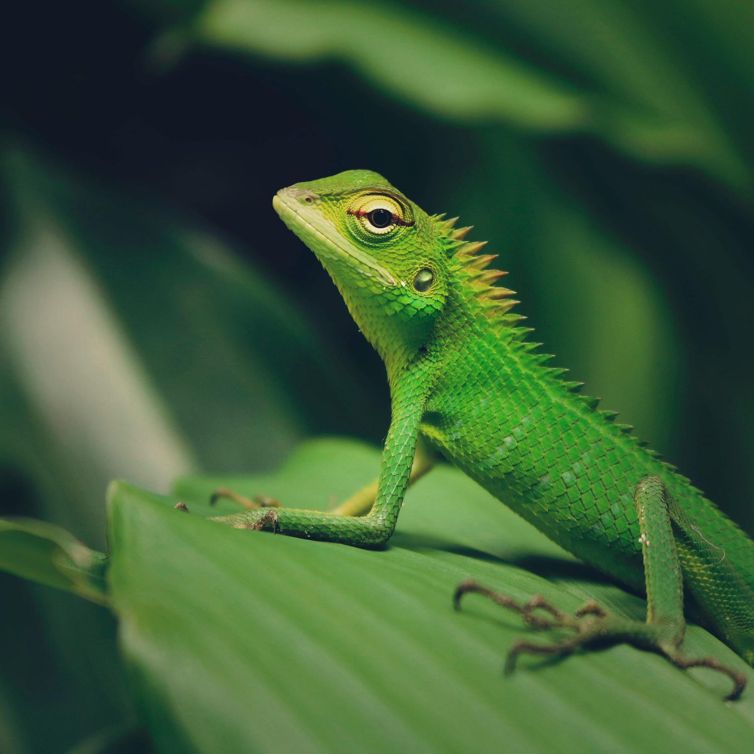 Reptile