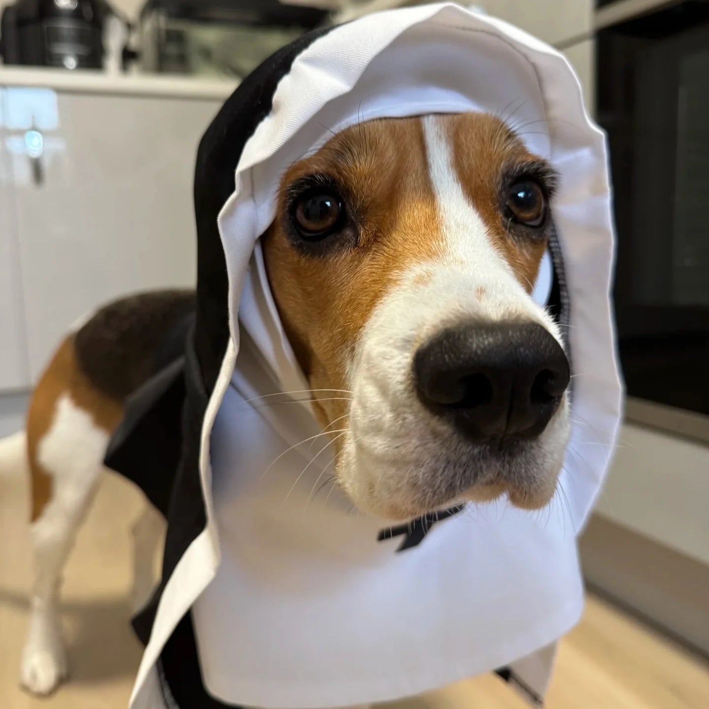 Holy Pup & Kitty Costume – Funny Nun Outfit for Dogs & Cats
