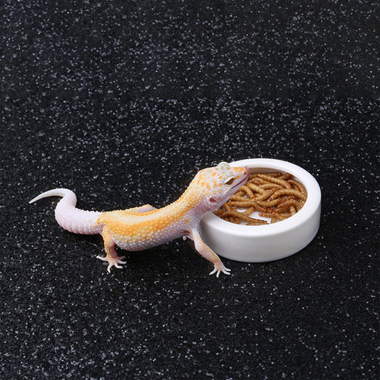 Anti-Escape Ceramic Reptile Food & Water Bowl – Super Worm Feeder for Lizards, Geckos & Small Reptiles